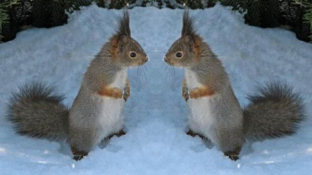 22_squirrels_51481.jpg
