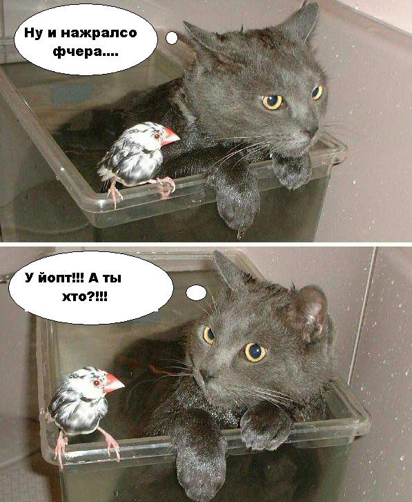 ну и нажрался вчера