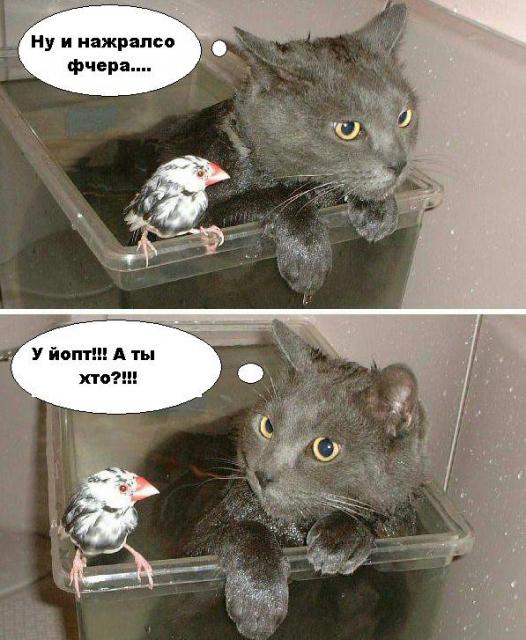 ну и нажрался вчера
