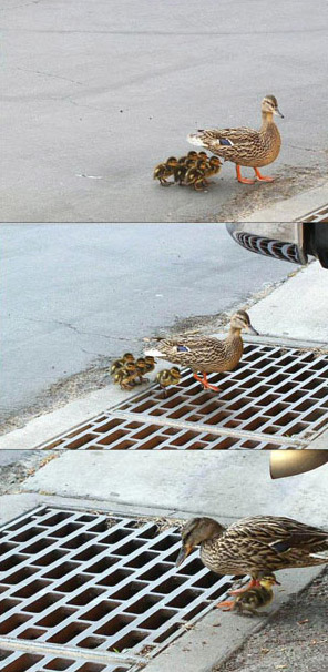 потеря потомства