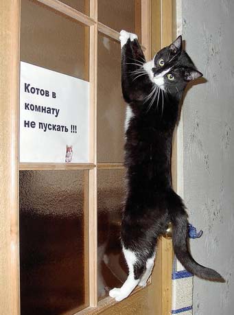 cats in the room not to let
