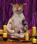 meditation as the meaning of life
