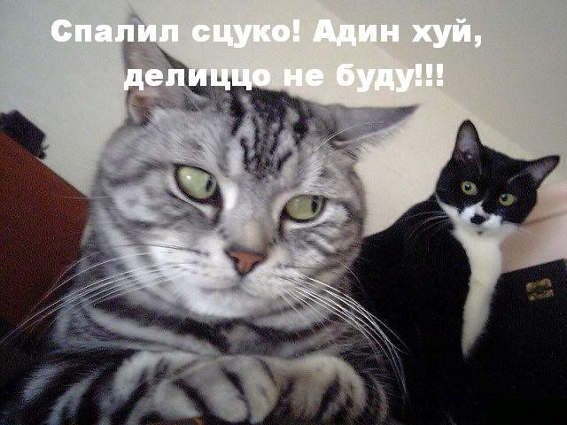 жадность фраера сгубила