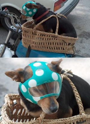 собака мотоциклист