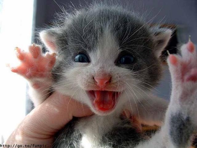 котик позирует