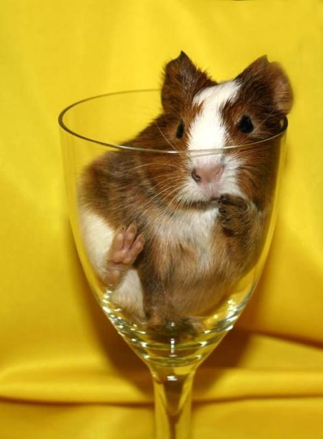 guinea pig is resting in a glass