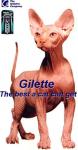 gilette - The best a cat can get
