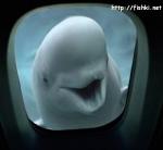 dolphin in the porthole