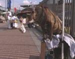dog beggar
