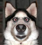Mad Husky