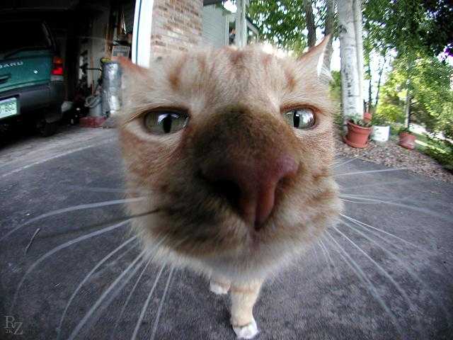 прикольная фотка морды кота крупным планом