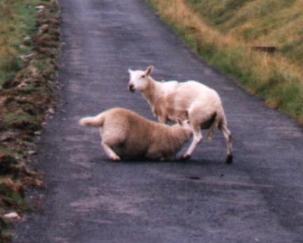 cool photo of sheep