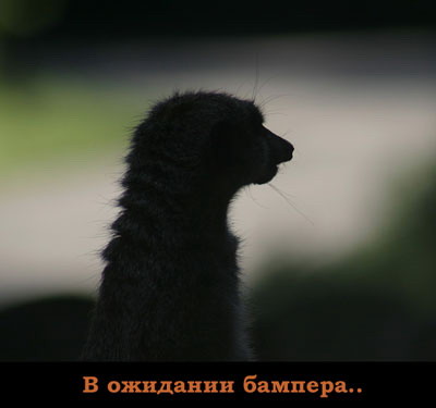 в ожидании бампера....
