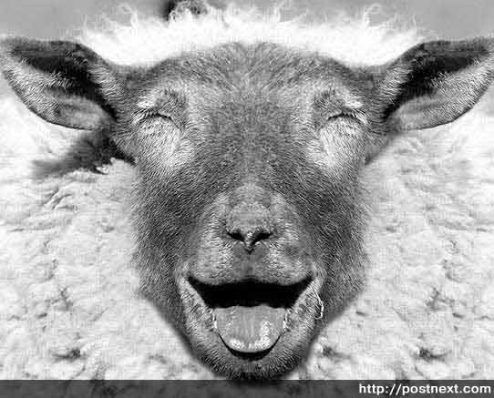 sheep devours