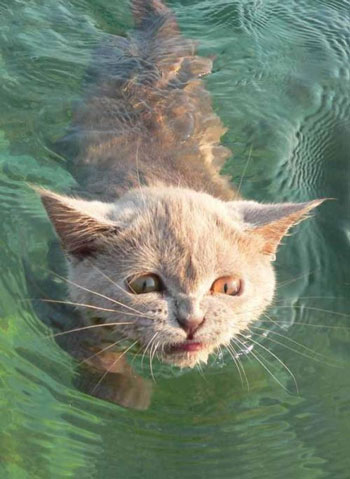 cat in the water