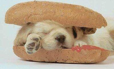 living sandwich