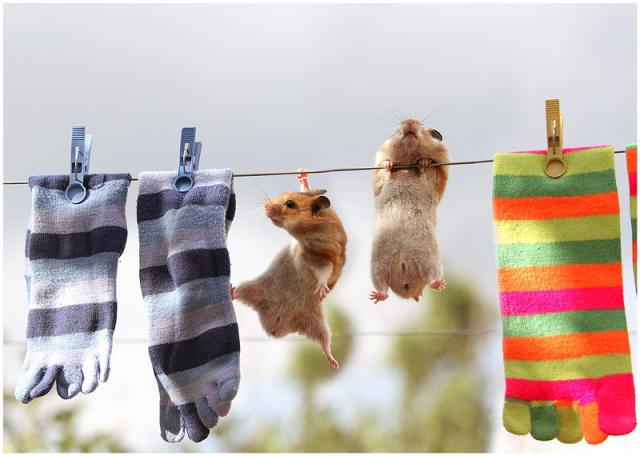 hamsters dried laundry