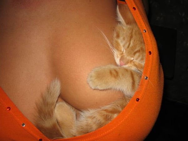 кот обнимает женскую грудь
