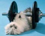 cat weightlifter