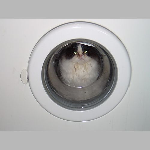 Washing a cat