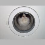 Washing a cat