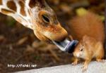Giraffe licking squirrel
