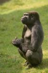 cool monkey with an earring