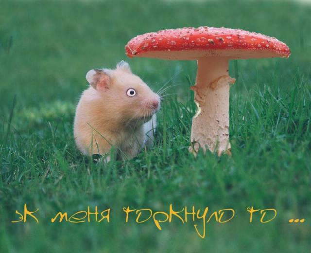 эк меня торкнуло то