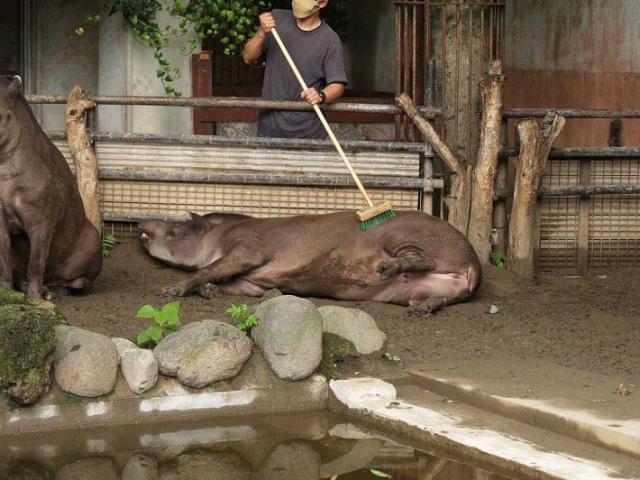 hippo is cleaned by mop