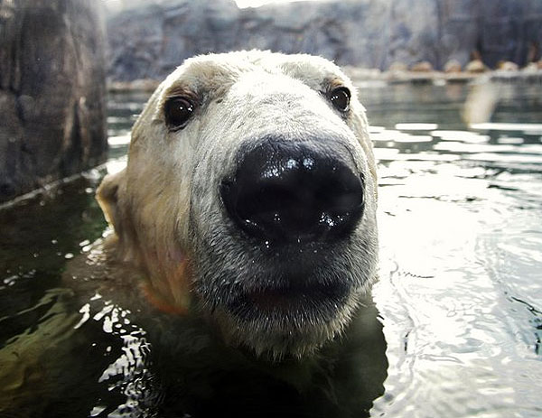 polar bear in water