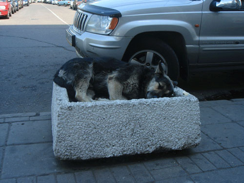 Shepherd sleeping in flower bed