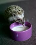 hedgehog drinking milk from a bowl