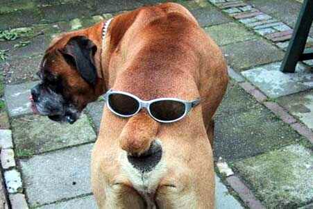 the dog's eyes are on ass