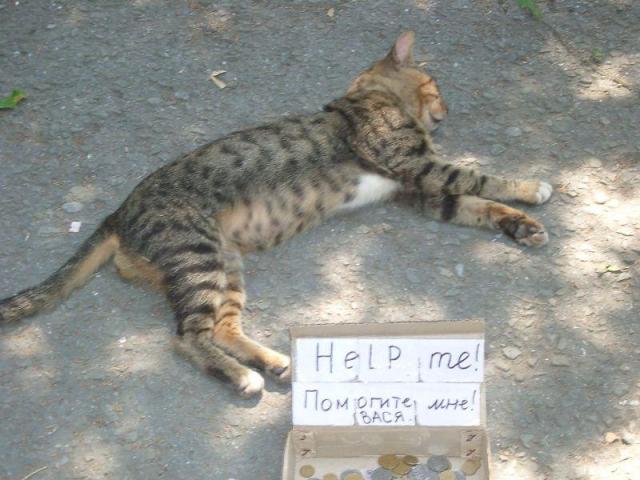 кот попрошайка