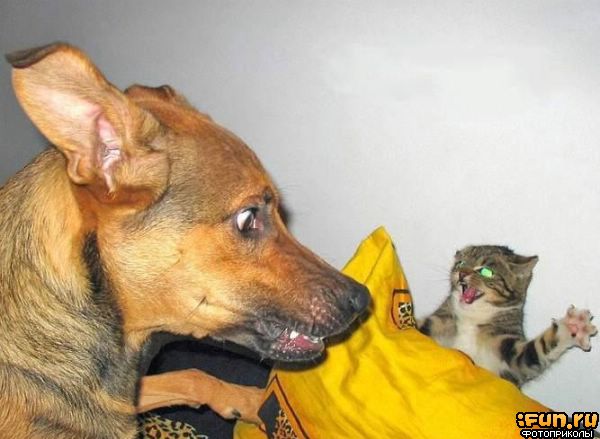 Cats VS Dogs