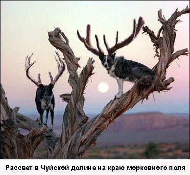 рассвет в Чуйской долине на краю морковного поля