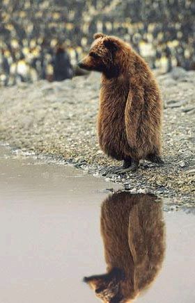 bear on the goose's foot