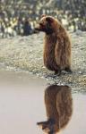 bear on the goose's foot