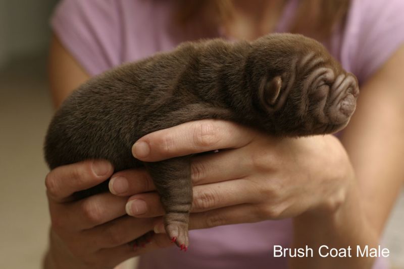newborn puppy sharpie
