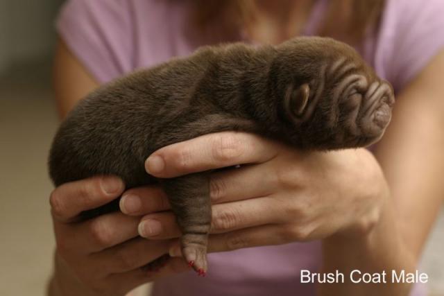 newborn puppy sharpie