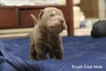 shar pei puppy