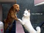 dog meeting