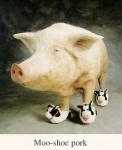 pig in slippers with cows