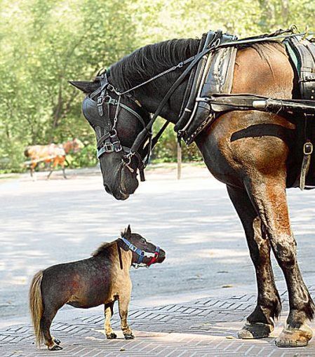фото лошади и пони