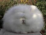 photo of overgrown decorative rabbit