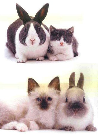 twins