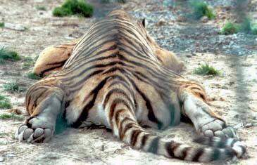 striped rug