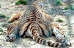striped rug