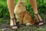 кот смотрит под юбку девушке