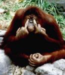 Photo of the monkey covering eyes with his fingers